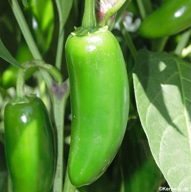 Chilipeber 'Jalapeno'