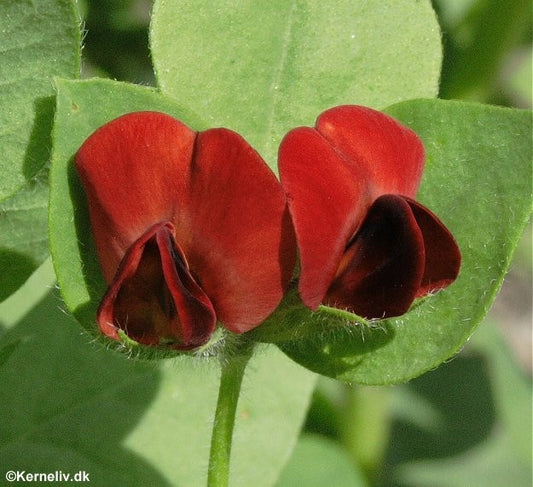 Aspargesært, Tetragonolobus purpureus