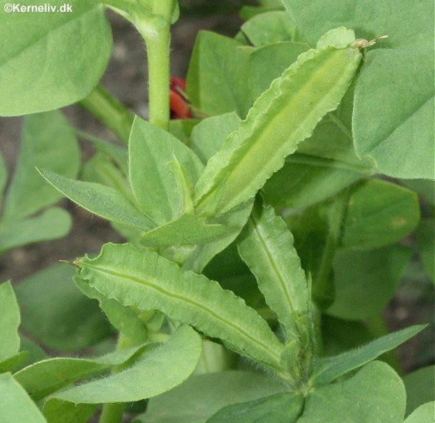 Aspargesært, Tetragonolobus purpureus