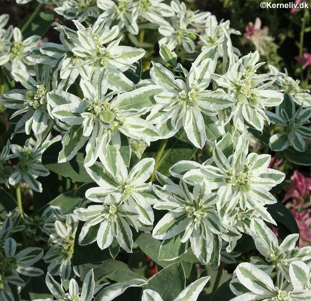 Euphorbia marginata 'AGALOMA MARGINATA MOUNTAIN SNOW'