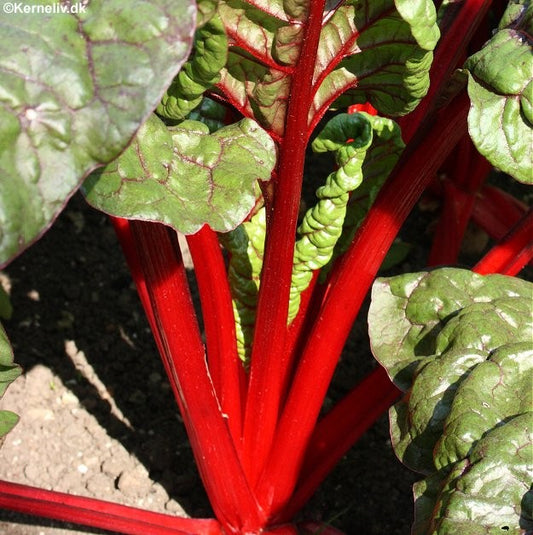 Bladbede(Sølvbede) 'Rhubarb chard'