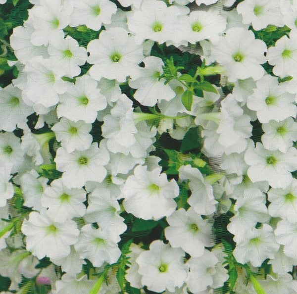 Petunia x hybrida pendula 'White', Hængepetunia