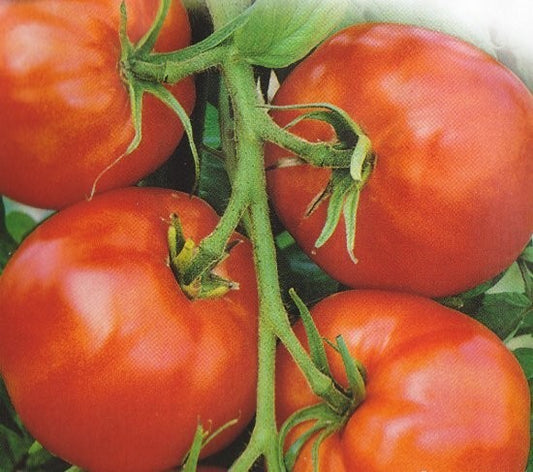 Tomat 'Saint Pierre'