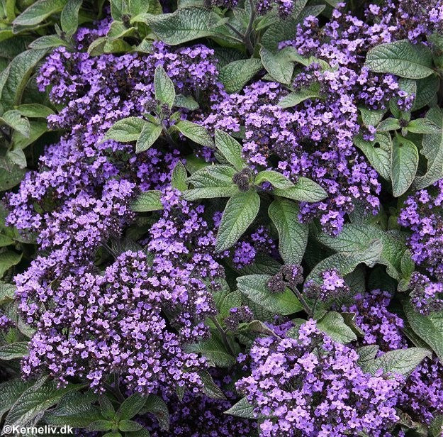 Heliotropium arborescens 'Marine', Ægte heliotrop