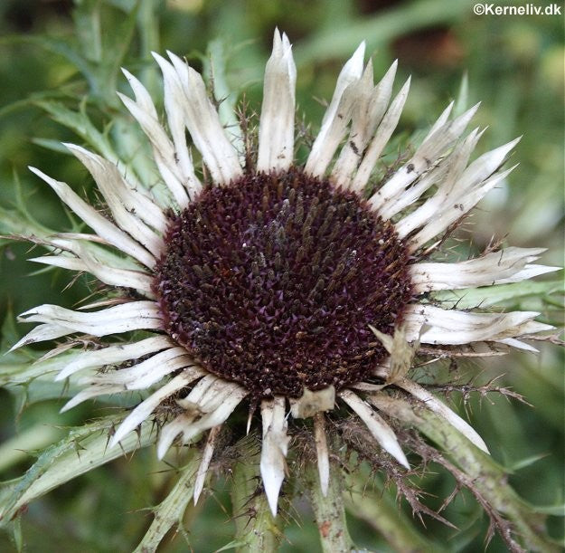Carlina acaulis ssp. simplex, Sølv-bakketidsel