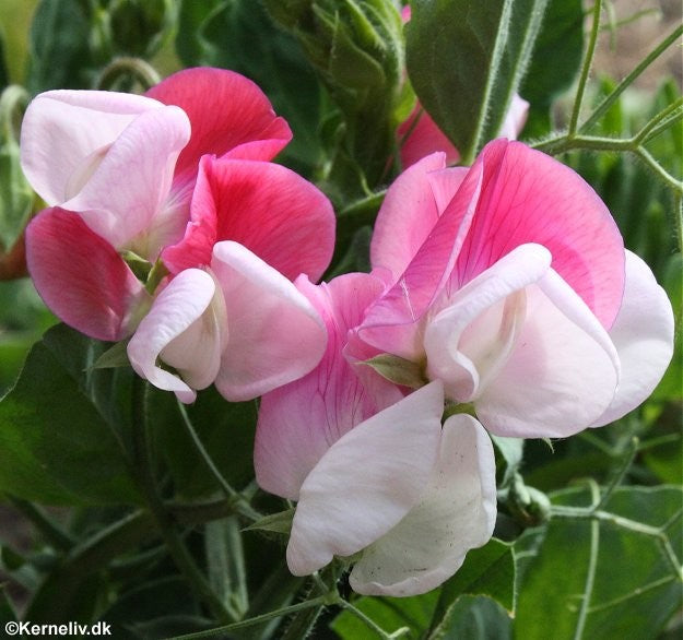 Lathyrus odoratus 'Cupid Pink', Lav ærteblomst