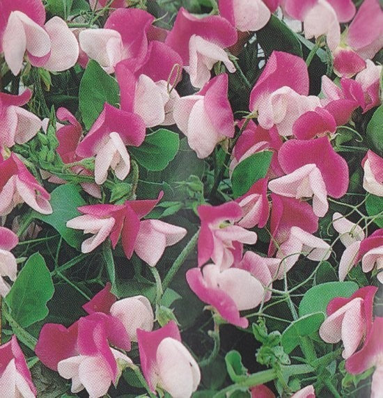 Lathyrus odoratus 'Cupid Pink', Lav ærteblomst