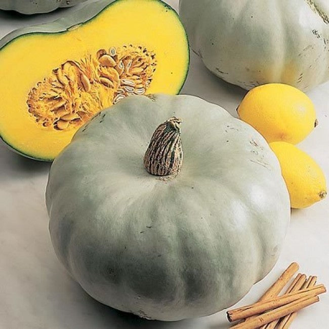 Vintersquash 'Nagydobosi'