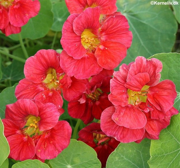 Tropaeolum majus 'Cherry Rose', Blomsterkarse