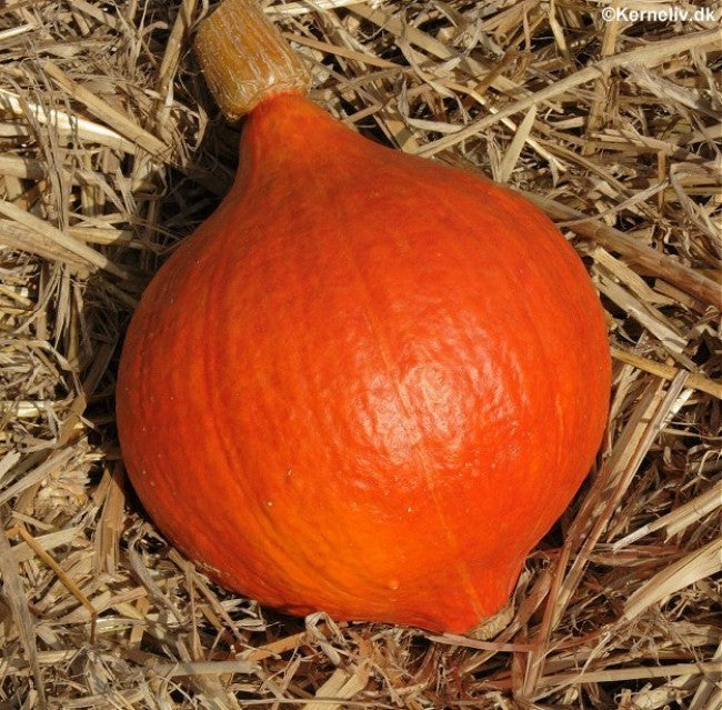 Hokkaidogræskar, Økologisk