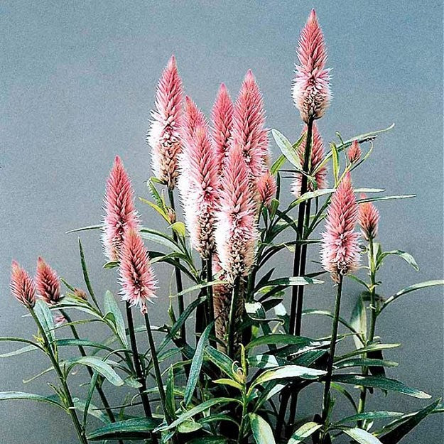 Celosia spicata 'Flamingo Feather', Fjerdusk