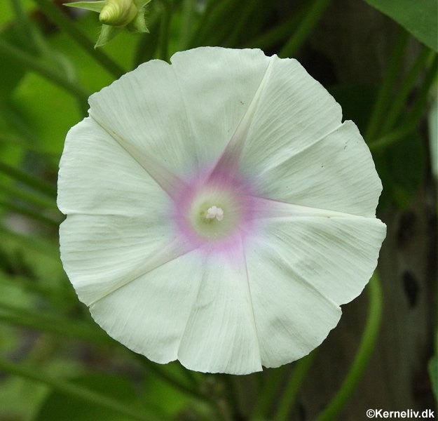 Ipomoea nil 'White pink blush', Pragtsnerle