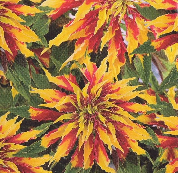 Amaranthus gangeticus 'Perfecta', Papegøjeamarant