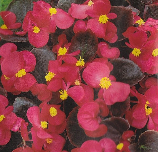 Begonia semperflorens 'Broumov F1', Sommerbegonie