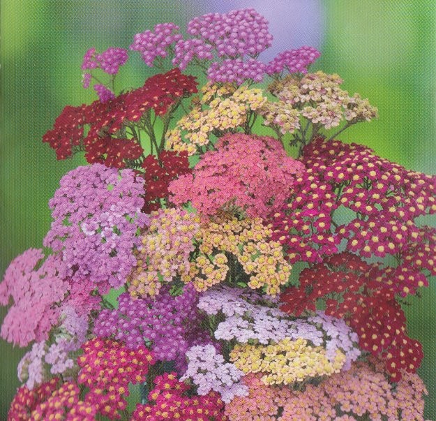 Achillea millefolium 'Cerise  Queen', Pragtrøllike