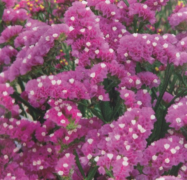 Limonium sinuatum 'Rose', Hindebæger