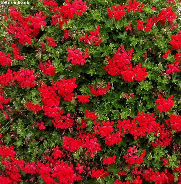 Pelargonium peltatum 'F2 mix', Hængepelargonie