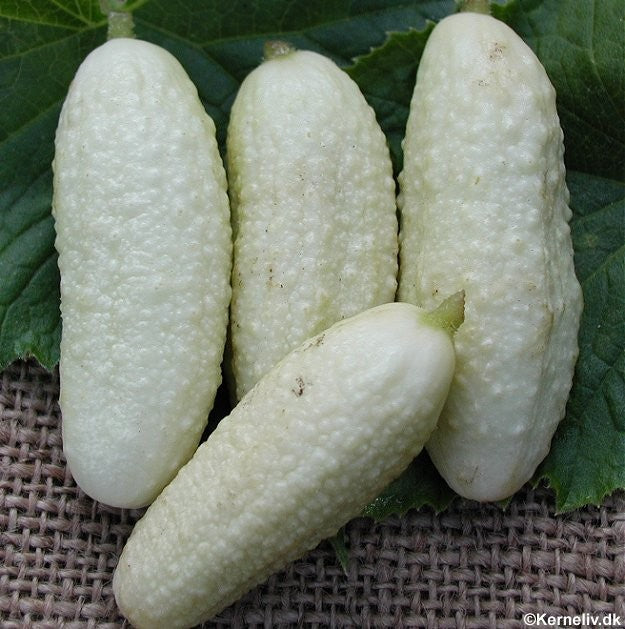 Drueagurk 'White wonder'