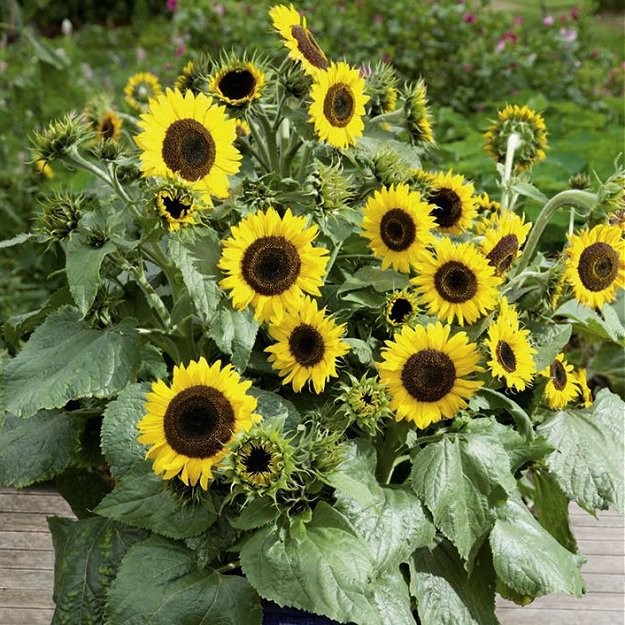 Helianthus annuus 'Waooh', Solsikke