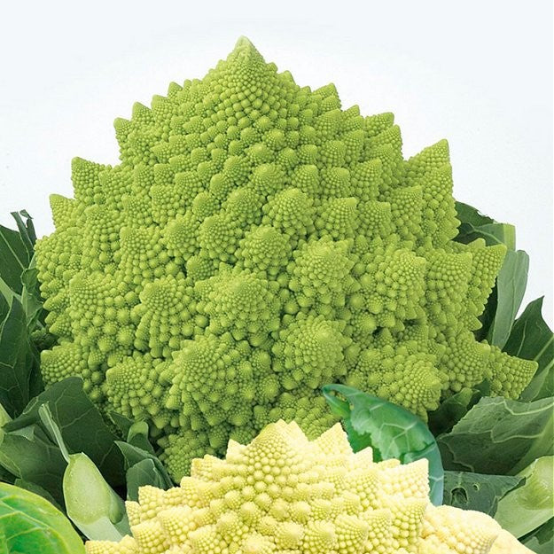 Blomkål 'Romanesco White and Green'