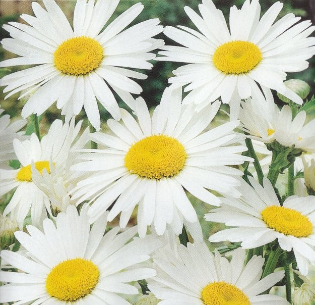 Chrysanthemum maximum 'Silver Princess', Kæmpemargerit