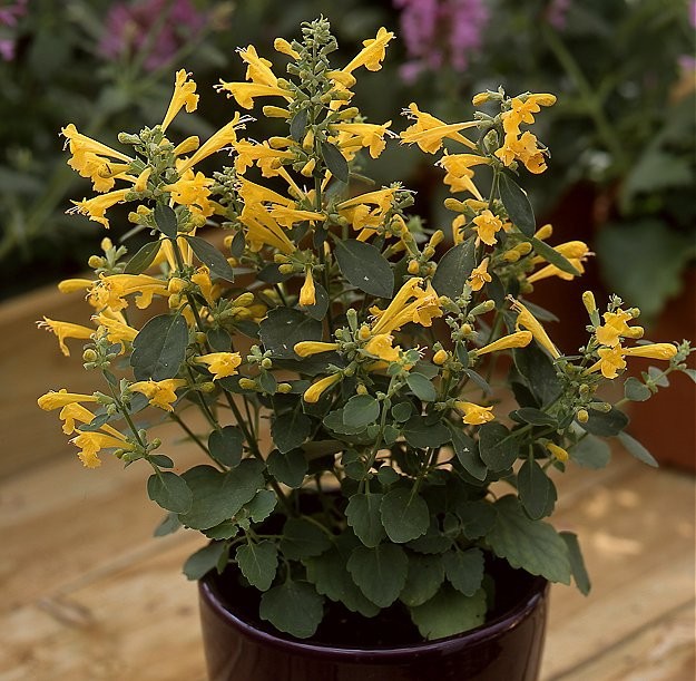 Agastache aurantiaca 'Sunset yellow'