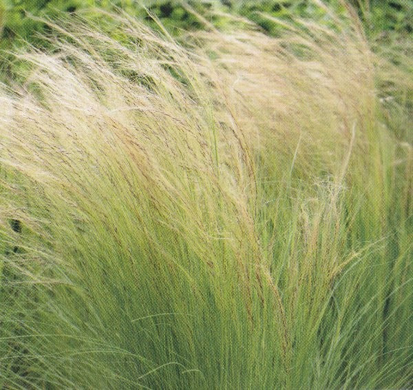 Stipa tenuissima, Fjergræs