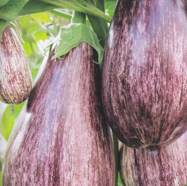 Aubergine 'Tsakoniki'