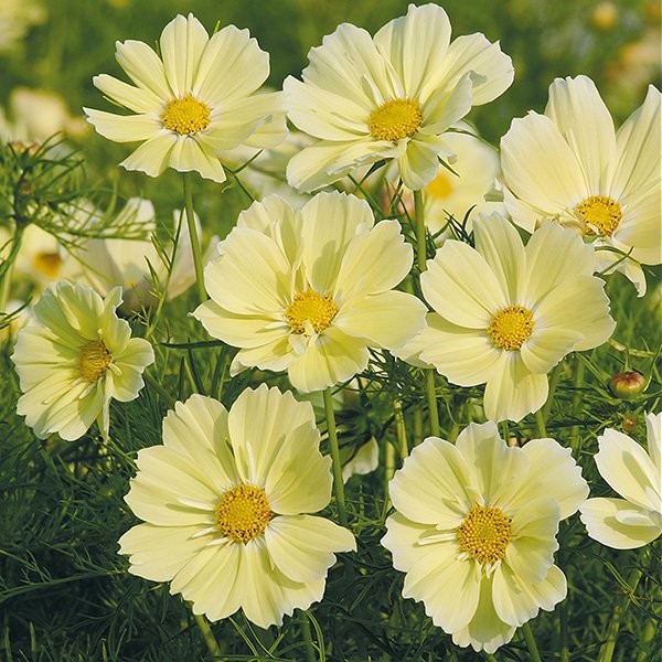 Cosmos bipinnatus 'Xanthos', Stolte kavalerer