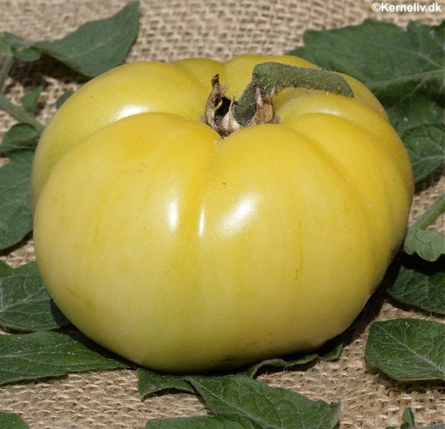 Tomat 'White Beauty'