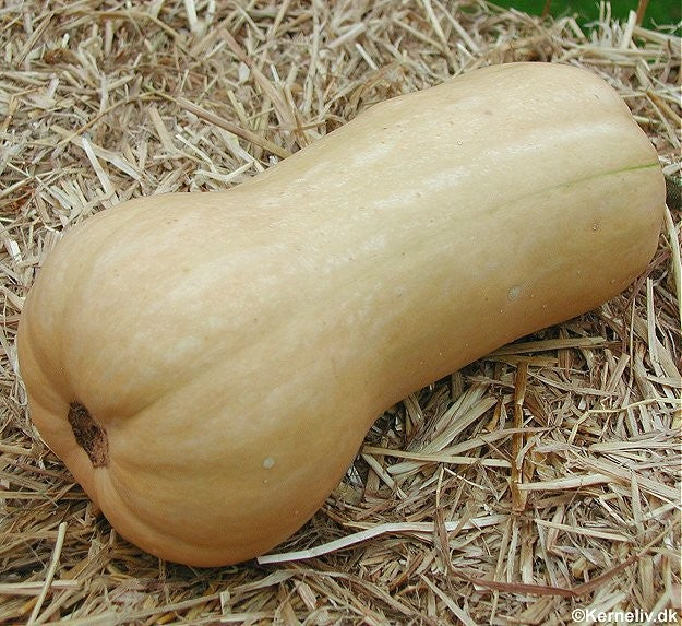 Vintersquash 'Waltham butternut'