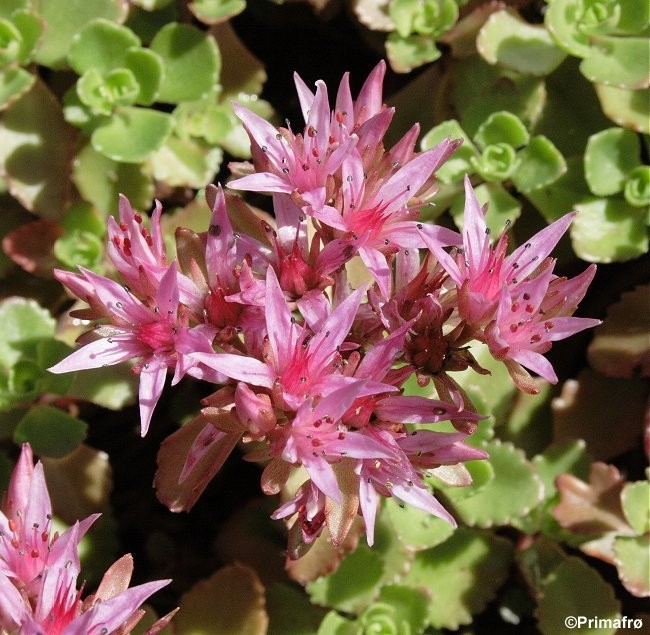 Sedum spurium 'Coccineum', Stenurt