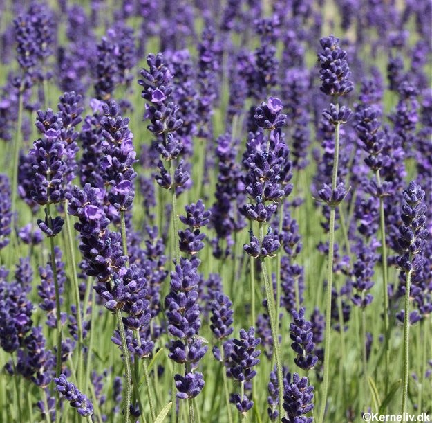 Lavandula angustifolia 'Hidcote Blue Strain', Lavendel