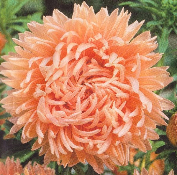 Sommerasters -"Paiony"