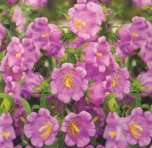 Campanula medium 'Pink', Marieklokke