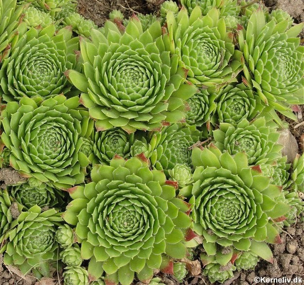 Sempervivum 'Mix', Husløg