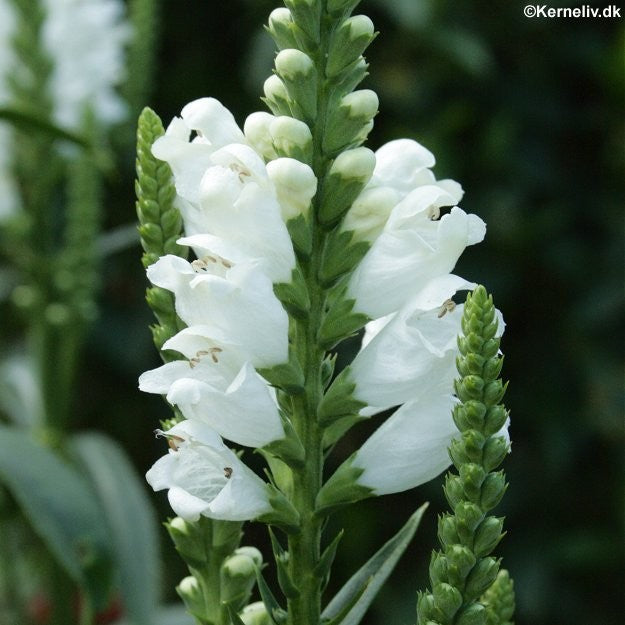 Physostegia virginiana 'White', Drejeblomst