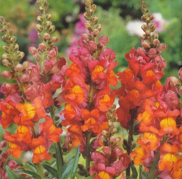 Antirrhinum majus grandiflorum 'Orange Wonder', Høj løvemund