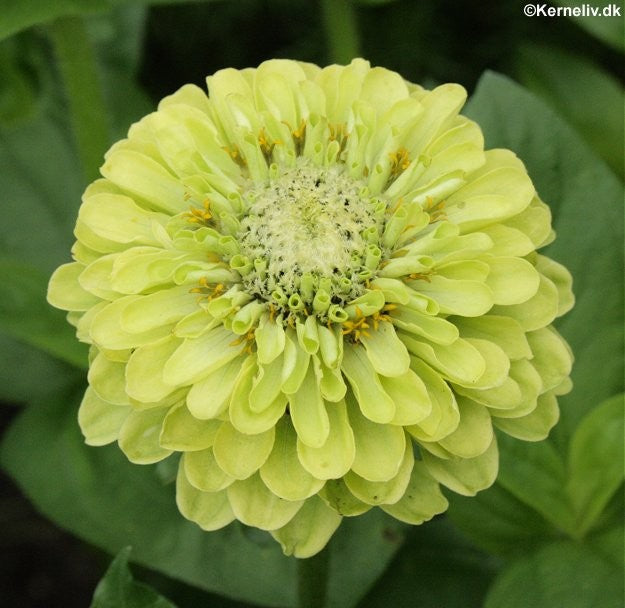 Frøkenhat, Zinnia 'Envy', Frøkenhat