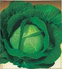 Hvidkål, vinter 'Brunswick'