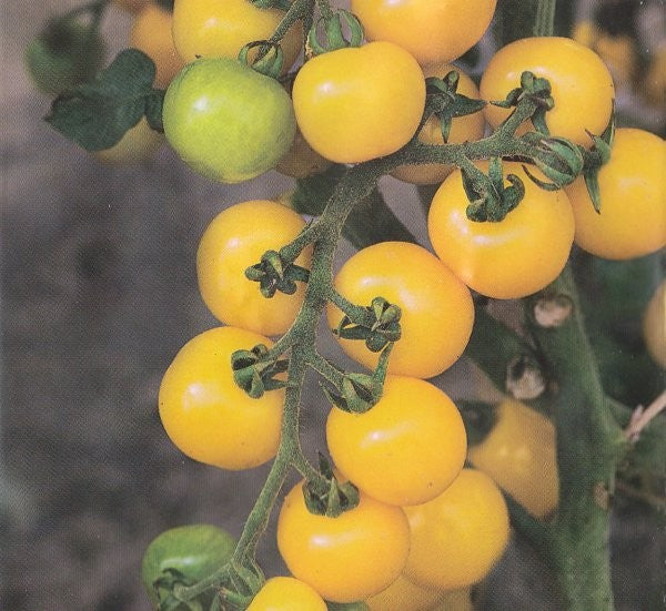 Cherrytomat 'Goldkrone'