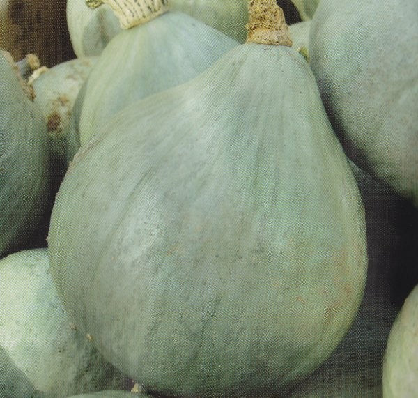 Vintersquash 'Blue Ballet'