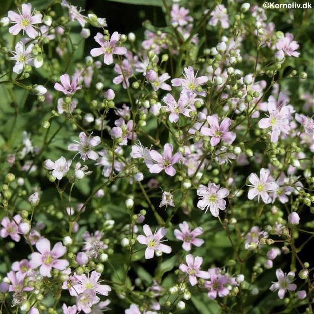 Gypsophila elegans Rosea, Brudeslør