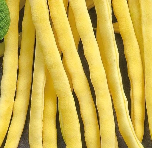 Stangbønne 'Neckargold'