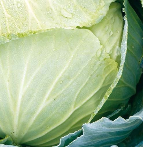 Hvidkål, sommer 'Copenhagen Market 2'