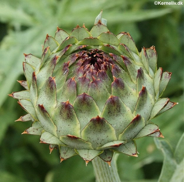 Kardon, Cynara cardunculus