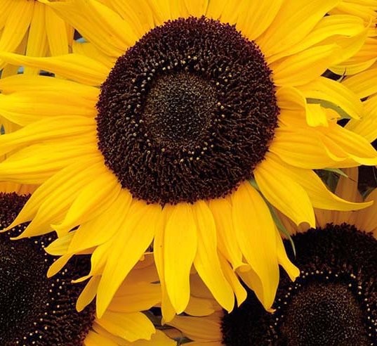 Helianthus annuus 'Ikarus', Solsikke