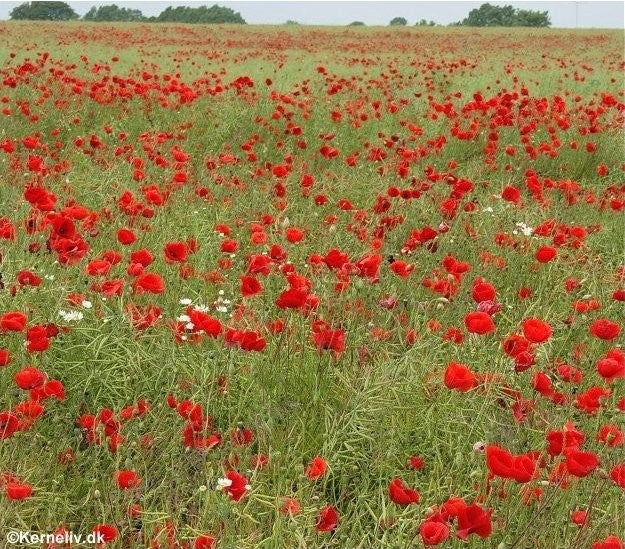 Papaver rhoeas, Kornvalmue - Økologisk