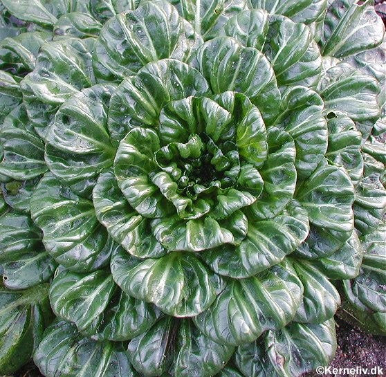 Tatsoi, Økologisk