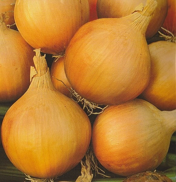 Kepaløg 'Stuttgarter Riesen'